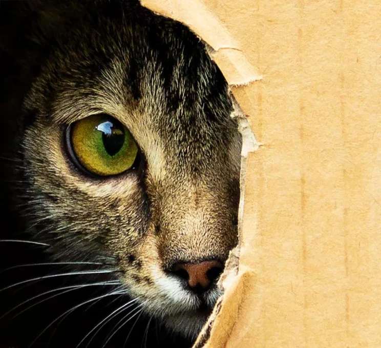 Gatto che sbircia da un buco