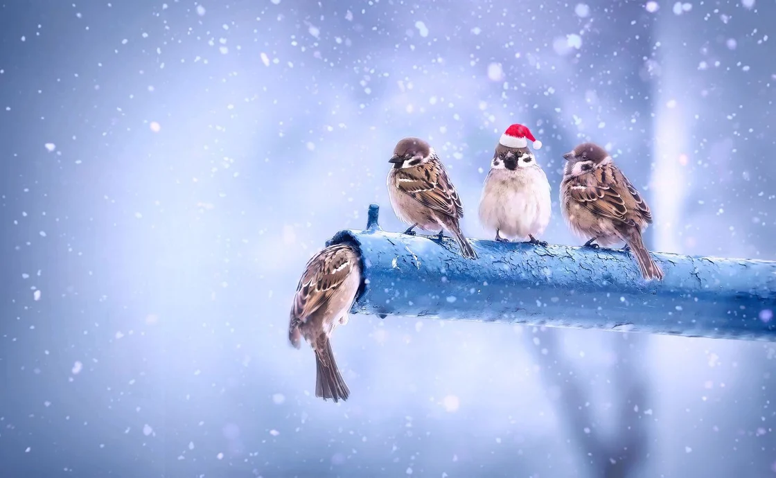 Volatili di piccole dimensioni con cappellino natalizio soprattutto un ramo di un albero ghiacciato, mentre sta nevicando